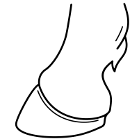 Feet